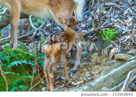 屋久島世界遺產（夏季）－今年出生的一隻屋久島小鹿 133959643