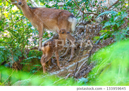 Yakushima World Heritage Site (Summer) - A baby Yakushima deer born this year 133959645