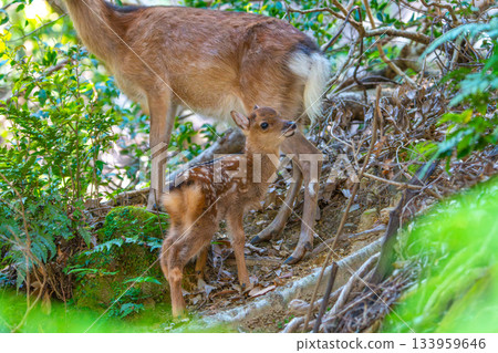 Yakushima World Heritage Site (Summer) - A baby Yakushima deer born this year Yakushima World Heritage Site (Summer) - A baby Yakushima deer born this year 133959646