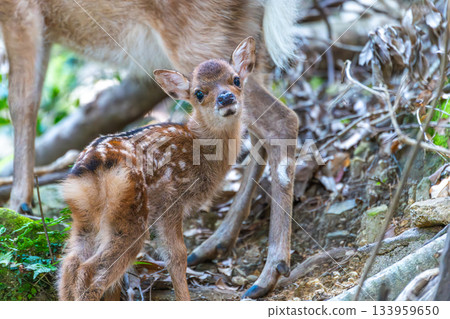 Yakushima World Heritage Site (Summer) - A baby Yakushima deer born this year 133959650
