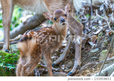 屋久島世界遺產（夏季）－今年出生的一隻屋久島小鹿 133959651