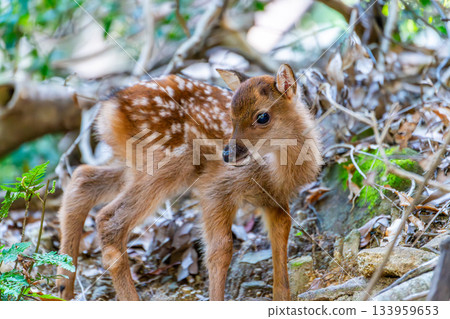 Yakushima World Heritage Site (Summer) - A baby Yakushima deer born this year 133959653