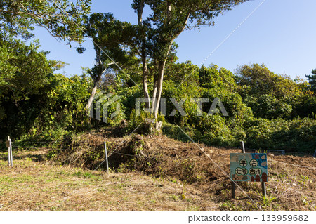 Sakushima Heiko No. 7 Tomb 133959682