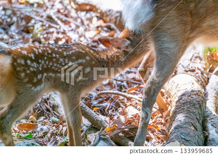 Yakushima World Heritage Site (Summer) 133959685