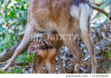 屋久島世界遺產（夏季） 133959689
