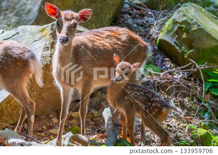 Yakushima World Heritage Site (Summer) 133959706