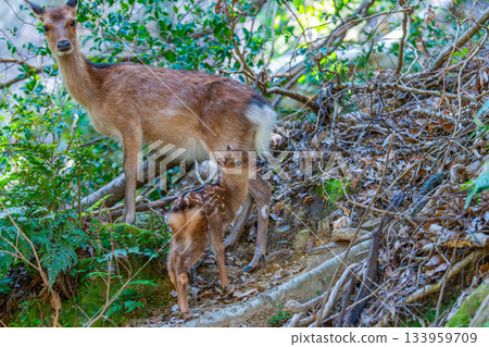 屋久島世界遺產（夏季） 133959709