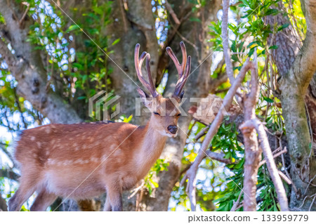 雄性屋久島鹿，警覺，世界自然遺產（夏季） 133959779