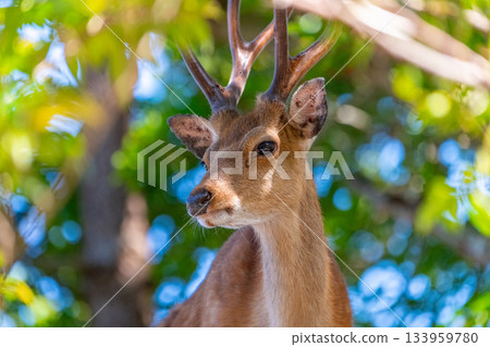 雄性屋久島鹿，警覺，世界自然遺產（夏季） 133959780