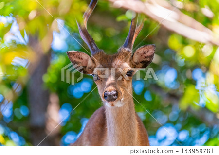 雄性屋久島鹿，警覺，世界自然遺產（夏季） 133959781