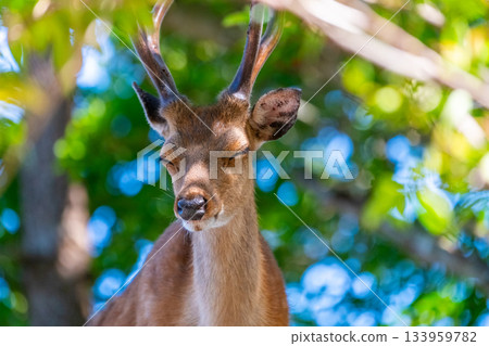 雄性屋久島鹿，警覺，世界自然遺產（夏季） 133959782