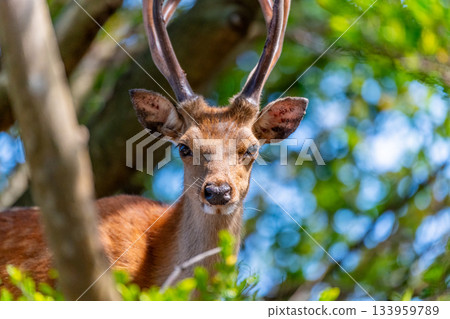 Male Yakushima deer, alert, World Natural Heritage Site (Summer) 133959789