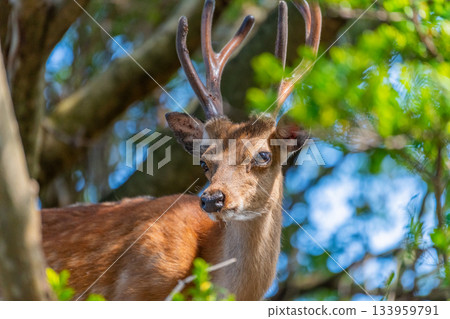 Male Yakushima deer, alert, World Natural Heritage Site (Summer) Male Yakushima deer, alert, World Natural Heritage Site (Summer) 133959791