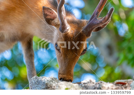 雄性屋久島鹿在世界自然遺產屋久島覓食（夏季） 133959799