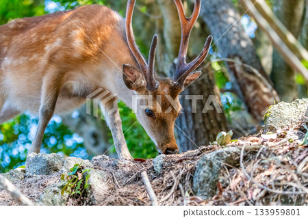 雄性屋久島鹿在世界自然遺產屋久島覓食（夏季） 133959801