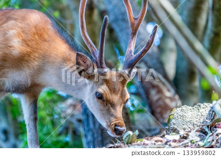 雄性屋久島鹿在世界自然遺產屋久島覓食（夏季） 133959802