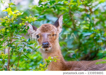 Female Yakushima deer winking World Natural Heritage Site (Summer) 133959891