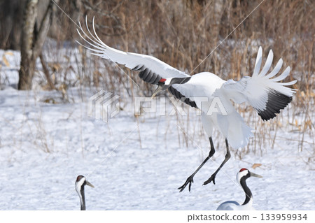 Japanese crane, before landing Japanese crane, before landing 133959934
