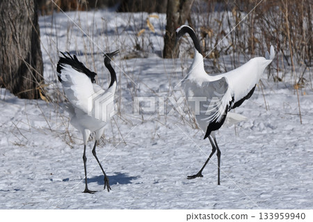 Red-crowned Crane - Crane Dance Red-crowned Crane - Crane Dance 133959940