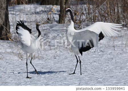 Red-crowned Crane - Crane Dance Red-crowned Crane - Crane Dance 133959941