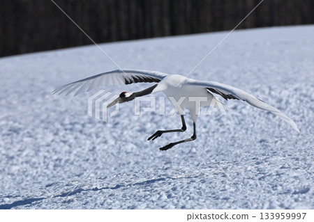 日本起重機,著陸前 日本起重機,著陸前 133959997