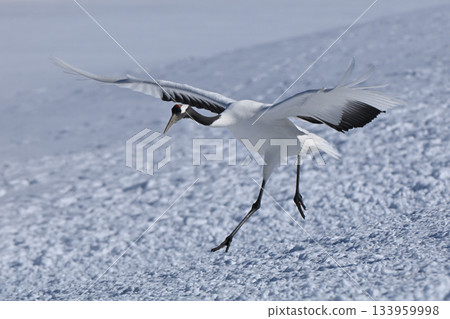 日本起重機,著陸前 日本起重機,著陸前 133959998
