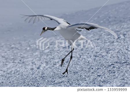 Japanese crane, before landing Japanese crane, before landing 133959999