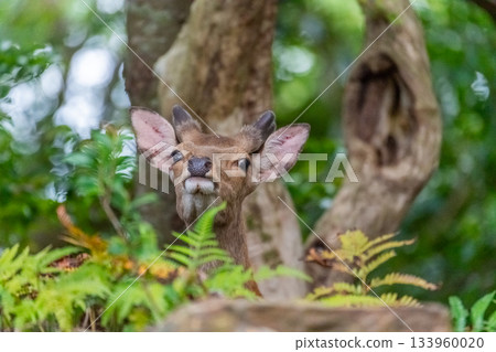 Male Yakushima deer, alert, World Natural Heritage Site (Summer) 133960020