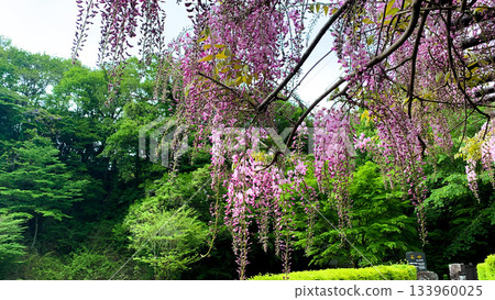 Wisteria trellis at the Ikeyama spring in Aso City, Kumamoto Prefecture Wisteria trellis at the Ikeyama spring in Aso City, Kumamoto Prefecture 133960025