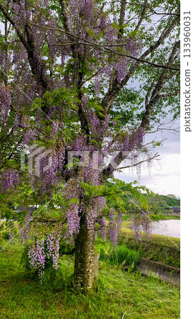 Wisteria at the source of Aso's Ikeyama River Wisteria at the source of Aso's Ikeyama River 133960031