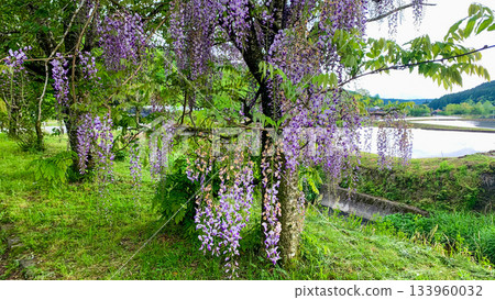 Wisteria at the source of Aso's Ikeyama River Wisteria at the source of Aso's Ikeyama River 133960032