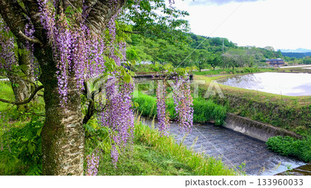 Wisteria at the source of Aso's Ikeyama River Wisteria at the source of Aso's Ikeyama River 133960033