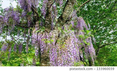 Wisteria at the source of Aso's Ikeyama River Wisteria at the source of Aso's Ikeyama River 133960039