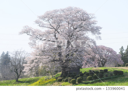 Tenjin Cherry Blossoms of Nanakusagi Spring Scenery Tenjin Cherry Blossoms of Nanakusagi Spring Scenery 133960041
