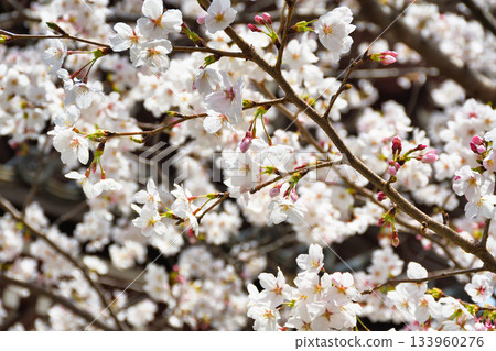 Beautiful cherry blossoms at Honpoji Temple in Kyoto (Kamigyo Ward, Kyoto City, Kyoto Prefecture) Beautiful cherry blossoms at Honpoji Temple in Kyoto (Kamigyo Ward, Kyoto City, Kyoto Prefecture) 133960276