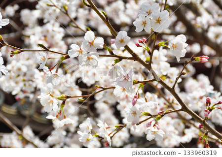 Beautiful cherry blossoms at Honpoji Temple in Kyoto (Kamigyo Ward, Kyoto City, Kyoto Prefecture) Beautiful cherry blossoms at Honpoji Temple in Kyoto (Kamigyo Ward, Kyoto City, Kyoto Prefecture) 133960319