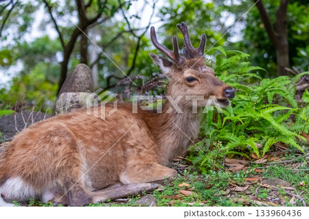 一隻雄性屋久島鹿在世界自然遺產屋久島休息（夏季） 133960436