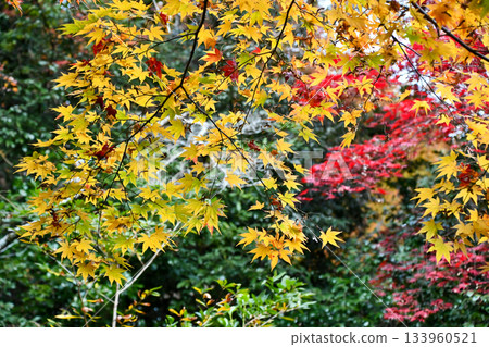 京都美麗的秋葉 133960521