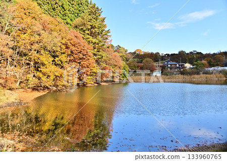 Autumn scenery reflected in Hachimanbayashi Pond 133960765