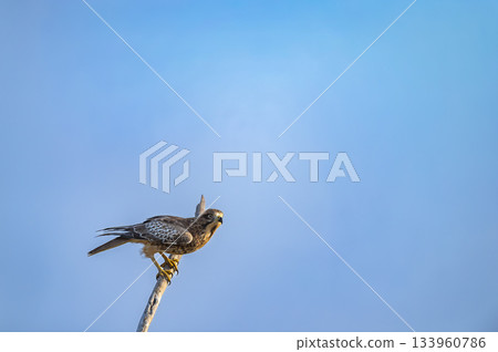 White eyed buzzard or Butastur teesa closeup in blue sky background ready to fly perched in winter season migration at keoladeo national park bharatpur bird sanctuary rajasthan india asia White eyed buzzard or Butastur teesa closeup in blue sky background ready to fly perched in winter season migration at keoladeo national park bharatpur bird sanctuary rajasthan india asia 133960786