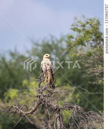 Tawny eagle or Aquila rapax bird of prey in natural green background perched on tree during winter season migration at tal chhapar sanctuary rajasthan India 133960787