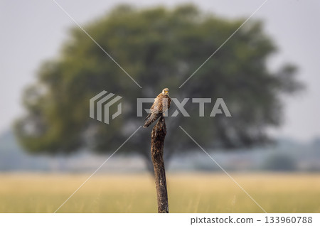 Common kestrel or european kestrel or Falco tinnunculus bird perched in natural green background during winter season migration grassland landscape velavadar national park Bhavnagar gujrat india asia 133960788
