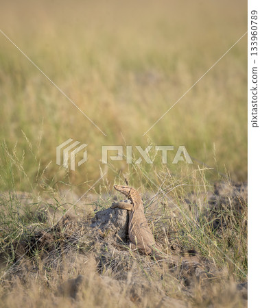 monitor lizard or bengal monitor or common indian monitor or varanus bengalensis climbing on mud mound in natural green grassland in winter season keoladeo national park bharatpur rajasthan india 133960789