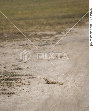 Spiny tailed lizard or Uromastyx out in open near forest trail in winter season sunlight in safari at tal chhapar blackbuck sanctuary rajasthan india Spiny tailed lizard or Uromastyx out in open near forest trail in winter season sunlight in safari at tal chhapar blackbuck sanctuary rajasthan india 133960790