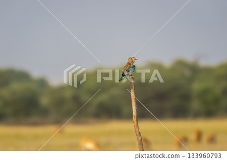 Angry bird Indian roller or Coracias benghalensis closeup with eye contacy perched on branch during winter season migration at tal chhapar blackbuck sanctuary churu rajasthan india Angry bird Indian roller or Coracias benghalensis closeup with eye contacy perched on branch during winter season migration at tal chhapar blackbuck sanctuary churu rajasthan india 133960793