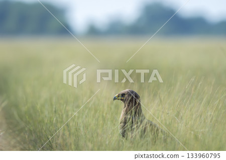 Wild Greater spotted eagle or Clanga clanga bird close up or portrait perched on ground in open grassland and winter season migration at keoladeo national park bharatpur bird sanctuary rajasthan india 133960795