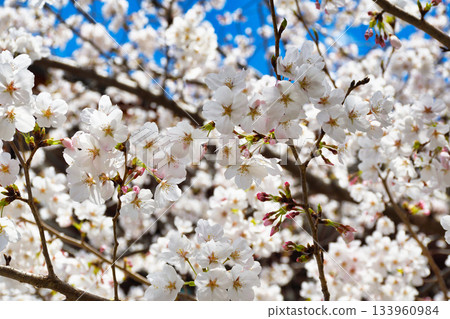 Beautiful cherry blossoms at Honpoji Temple in Kyoto (Kamigyo Ward, Kyoto City, Kyoto Prefecture) Beautiful cherry blossoms at Honpoji Temple in Kyoto (Kamigyo Ward, Kyoto City, Kyoto Prefecture) 133960984