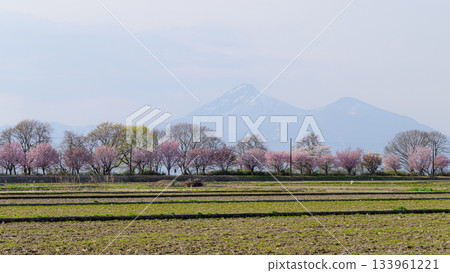 Cherry blossoms and snow-capped Mount Bandai - Spring scenery 133961221