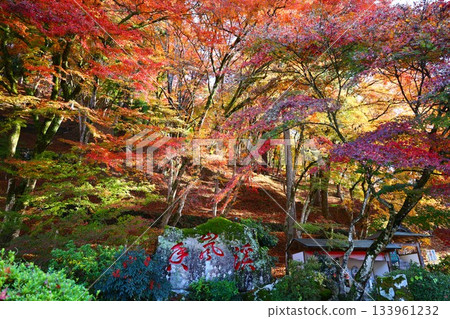 Autumn scenery of Korankei's stone marker and maple leaves 133961232