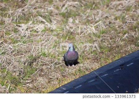 Pigeons resting in a rice field Pigeons resting in a rice field 133961373